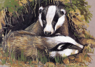 Buy fine art prints of British wild animals by Kim Prior